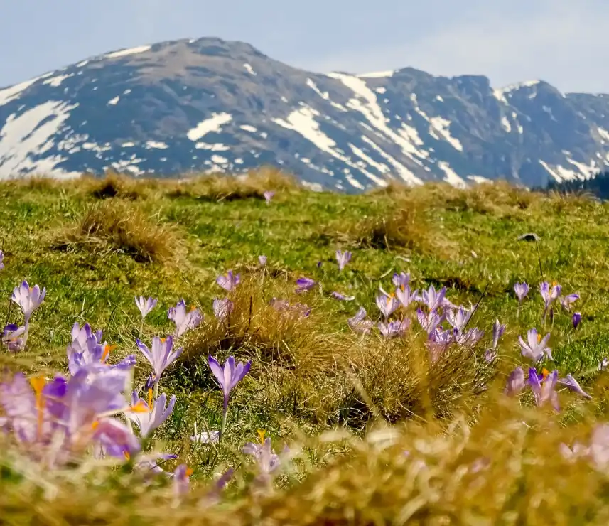 Odkrywaj niepowtarzalne atrakcje - polany w Tatrach! Zwiedzaj z Best Plan Travel!