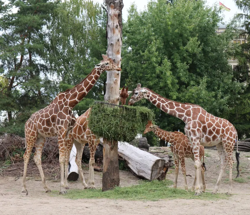 Odkrywaj niepowtarzalne atrakcje - ogrody zoologiczne w Polsce! Zwiedzaj z Best Plan Travel!